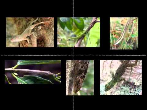 The evolution of anoline lizard dewlaps