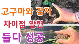 고구마와 감자의 결실습성을 알면 다수확 가능 합니다
