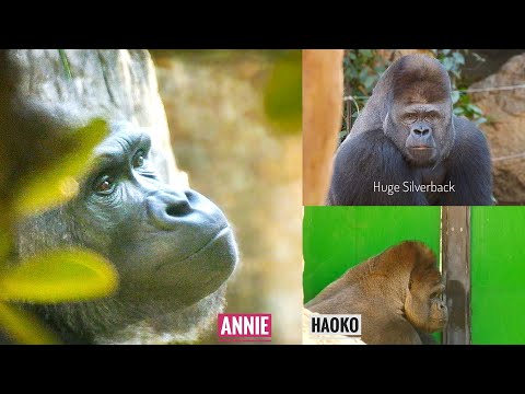 Gorilla ANNIE is Curious about  the HUGE Silverback next door | Annie & Haoko