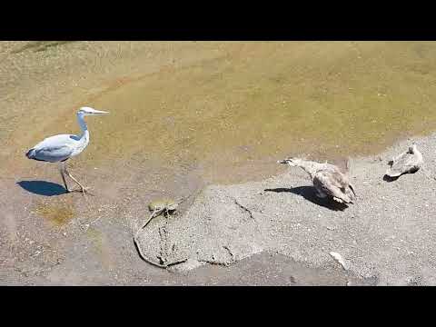 Beschütze die kleine Ente. Entenmutter wird wütend, als sich ein großer Graureiher nähert