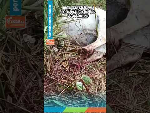 Onça volta a atacar em Fazenda do município de Talismã no Sul do Tocantins ￼