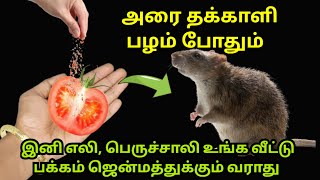 எலி தொல்லையா? இத வைங்க வீட்டு பக்கம் வராது|get rid of rats|eli thollai|kitchen tips in tamil #tips