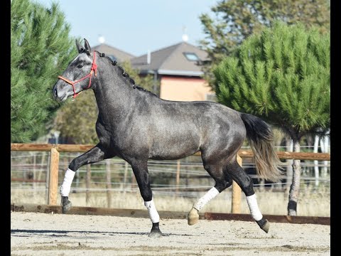 VIVALDI DE SUSAETA - SIRED BY POETA DE SUSAETA - SPANISH HORSES FOR DRESSAGE