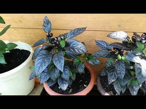 Black Pearl - taste review