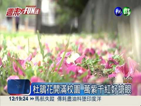 試營運第二天 台北花市塞爆了!