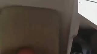 Download lagu Kucing makan ganja mp3