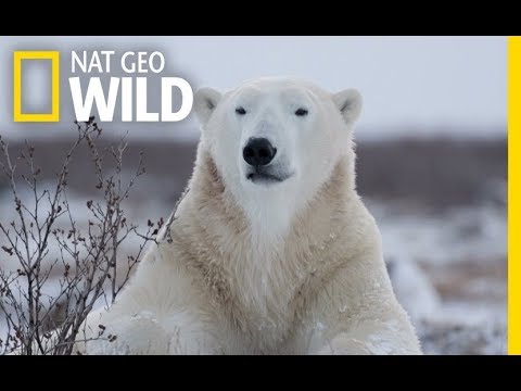 Wild Polar Bear - Predator of Arctic Ocean | Ice Bears (2018 Documentary)