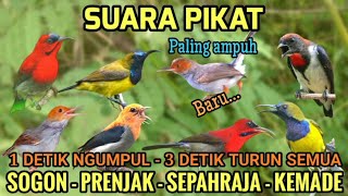 Download lagu Suara Pikat Sogon, Kemade, Sepahraja, Prenjak starter   klik DIJAMIN AMPUH  mp3