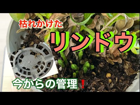黄色いリンドウ 植物