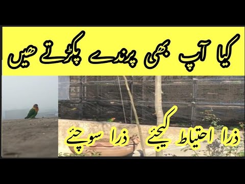 Kya Ap Bhee Birds Pakertay Hain||Yeh Birds Khaternak Ho Saktay Hain||Rana Jibran||Hindi/Urdu||