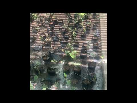 Vivant et non vivant