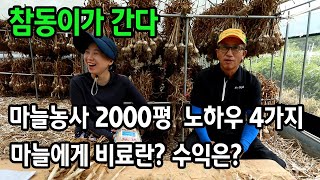 마늘농사 비료 수확시기 크게 잘 키우려면?