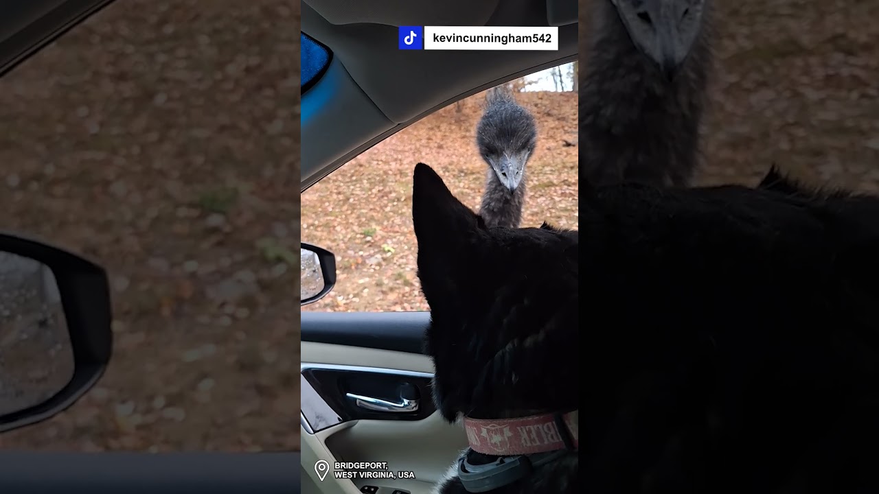 She told the emu whose boss 😅