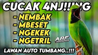 Download lagu Full Nembak panjang panjang ! MASTERAN CUCAK HIJAU FULL ISIAN TEMBAKAN KEKINIAN‼️ mp3