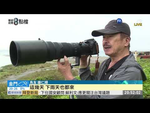 白額雁現蹤花蓮溪口 鳥友冒雨搶拍