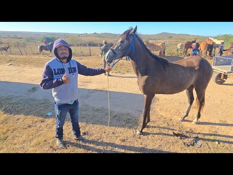 FEIRA DE CAVALOS EM DOIS RIACHOS ALAGOAS NORDESTE BRASIL #nordeste 