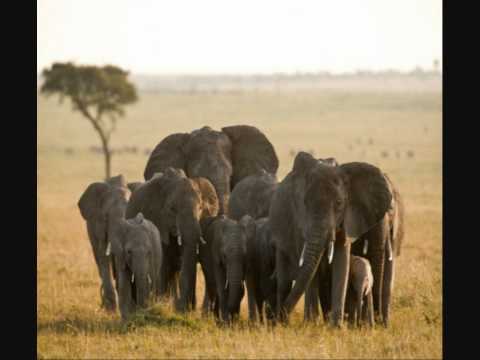 @KingSolomon876 - Elephants Marching On Da spot Freestyle *New 2011*
