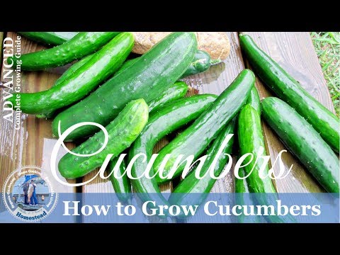 How To Grow Cucumbers Vertically on a Trellis Video