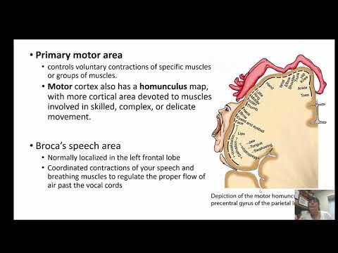 Brain Chapter 13 2020