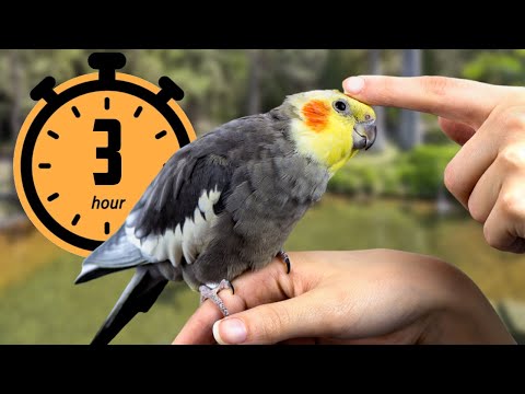 3 Horas de Canto Suave - A Melodia Perfeita para Treinar Sua Calopsita