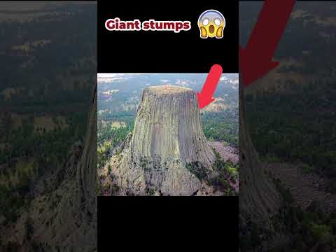 Giant tree stumps around the world  #giants
