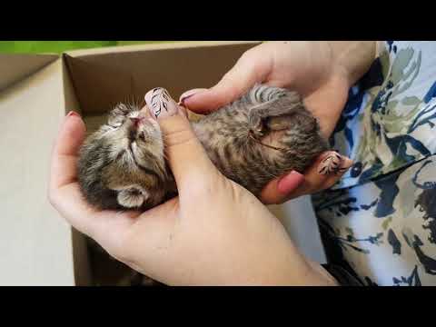 Feeding newborn kittens without mom cat