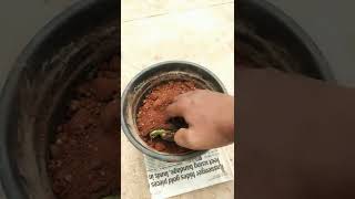planting a half opened mango seed. subscribe for the next video