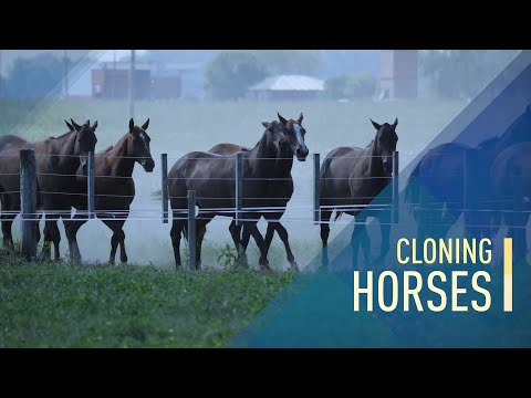 image-Is horse cloning legal?