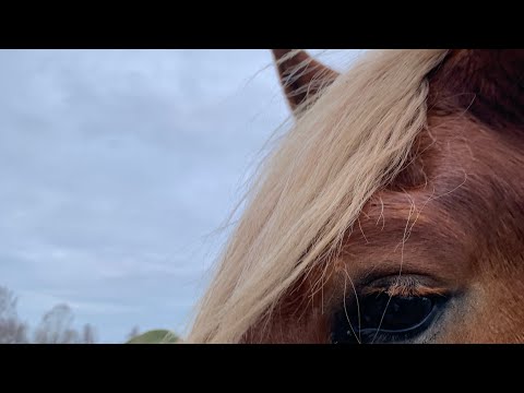 “Nezāle/Es gribu” -  Juris Simanovičs COVER