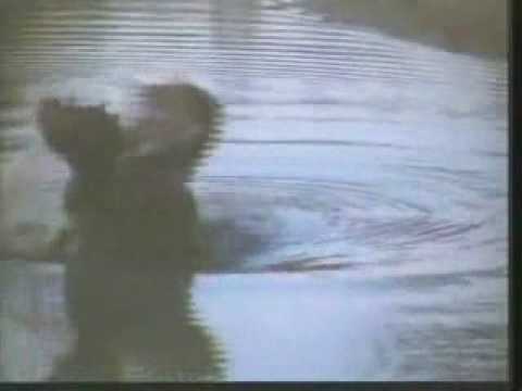 Hippo Yawning @ Buffelshoek