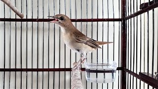 Download lagu MASTERAN Sikatan Londo Gacor mp3