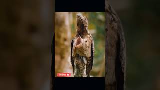Download lagu burung potoo atau burung paruh kodok#animals#kicaumaniaindonesia mp3