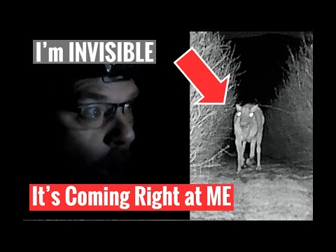 NIGHT Time Wildlife Surveillance using Night Vision Goggles.