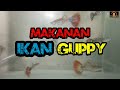 MAKANAN IKAN GUPPY PAKAN GUPPY