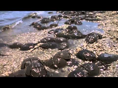 Shape of Life: Horseshoe Crab