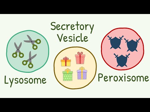 Lysosomes, Peroxisomes & Secretory Vesicles || Brothors from Same Mother