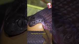How does the digestive system of snakes work