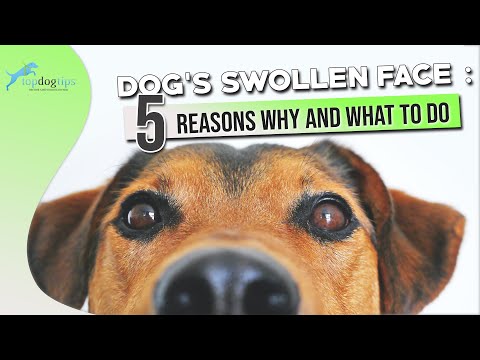 Dog’s Swollen Face 5 Reasons Why and What to Do