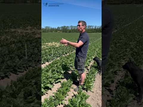 Ditlev Hasselbalch fortæller mere om, hvordan afprøvningen er etableret, og hvad man indtil videre kan se.