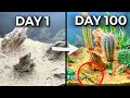 Simulating A Desert For 100 Days