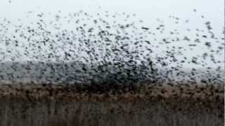 preview picture of video 'Migrating Blackbirds waking at Montezuma National Wildlife Refuge NY'