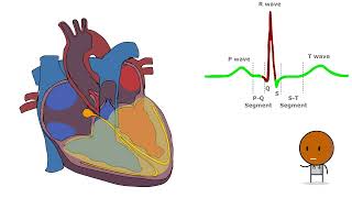 Unravelling the Cardiac Conduction System and Understanding the EKG