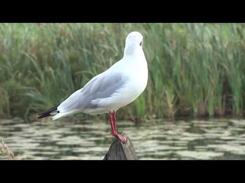 Kokmeeuw in het Bossche Broek 22 sept 2017