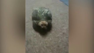 animale pisica broasca testoasa