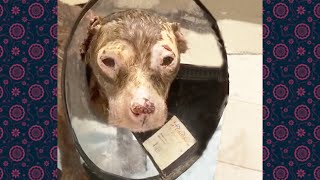 The poor dog's face was disfigured due to severe burns from the gas expl...