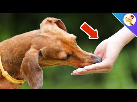 DARAN erkennen Hunde, wer ein SCHLECHTER Mensch ist!