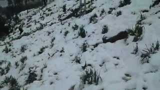 preview picture of video 'Quand la neige tombe à l'El-Aiyoun (El-Kala), des moments ne compensent pas'
