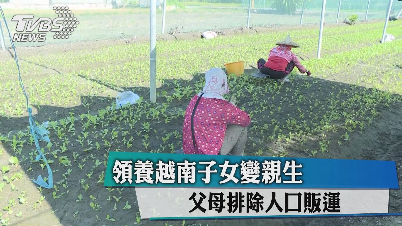 領養越南子女變親生 父母排除人口販運