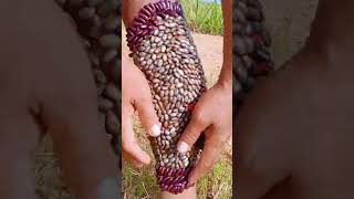 his leg was bitten by a tick # it&#39;s disgusting #ticks