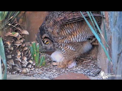 First Daylight Look At Both Great Horned Owlets As Athena Rises From Nest – April 11, 2025
